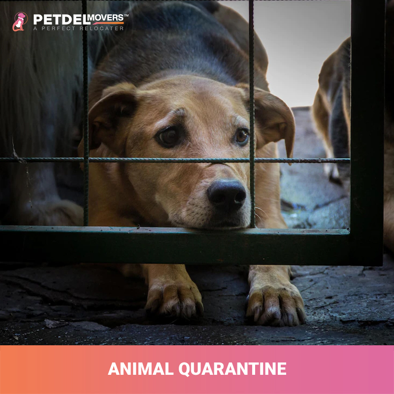 animal-quarantine-services