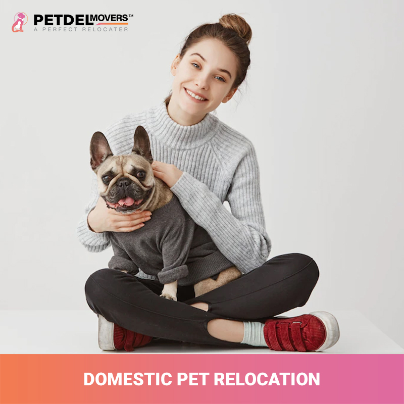 domestic-pet-relocation-services