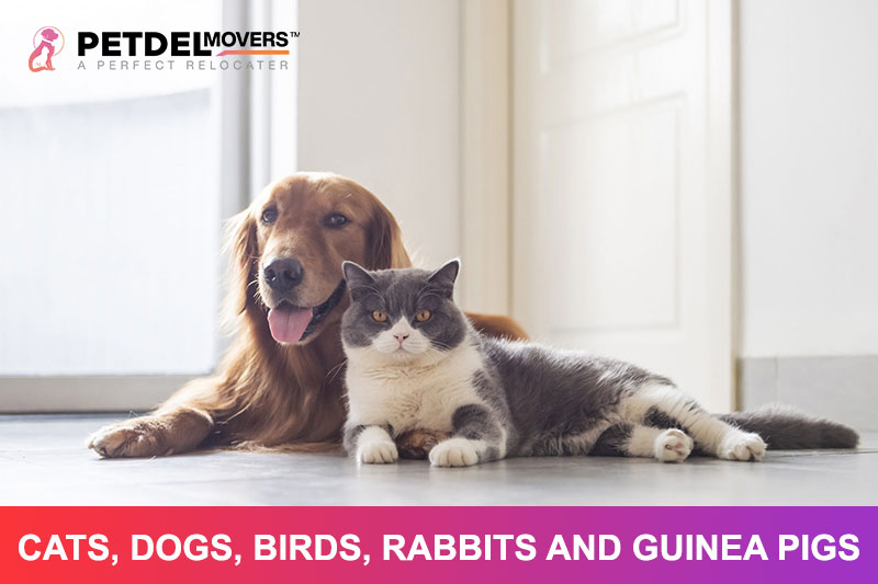 What-Types-of-Pets-We-Transfer