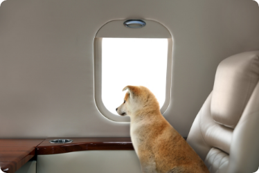 Airway transportation for pets
