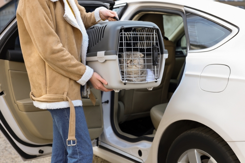 Why Choose Our Pet Relocation Services in Mumbai