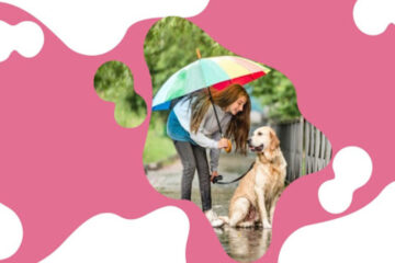 A Comprehensive Guide to Dog Care During the Rainy Season