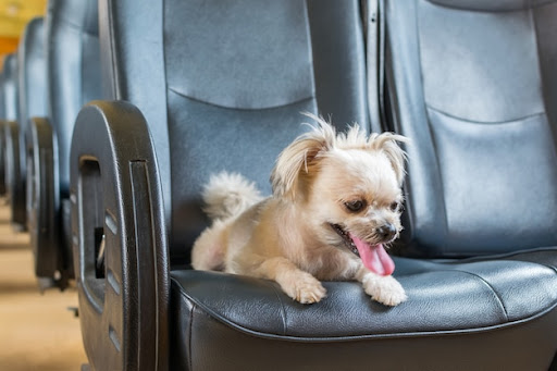 Top Indian Airlines that Allow Pets On Board