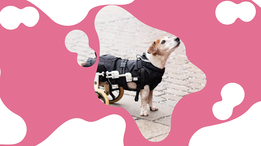 Older & Disabled Dog Transportation