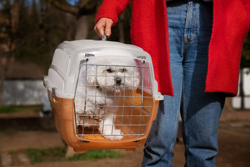 Find Reliable Pet Transportation Services