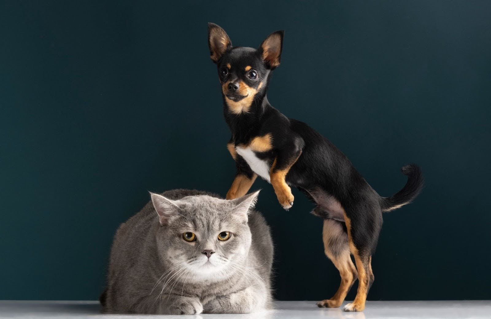 Reasons To Hire Pet Relocation Services